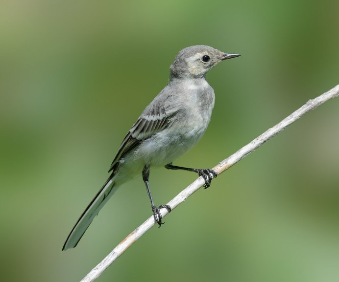 Серая птичка в Сибири