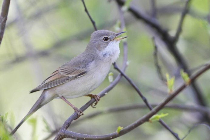 Мухоловка серая птичка