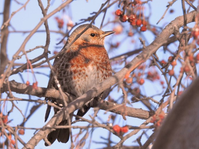 Амурские птицы