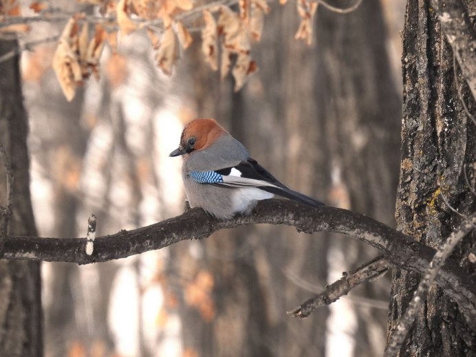 Рыжий Дрозд