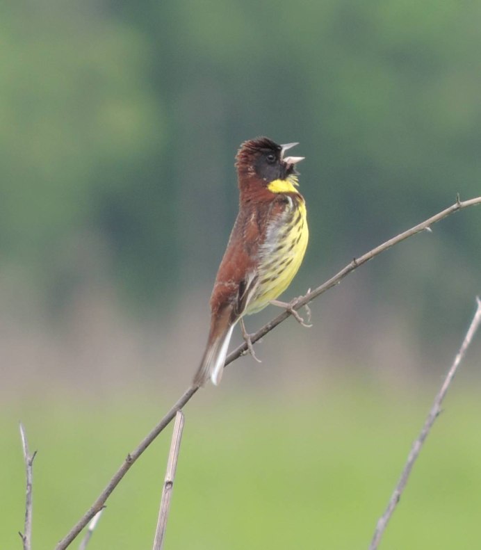 Хохлатая свиристель