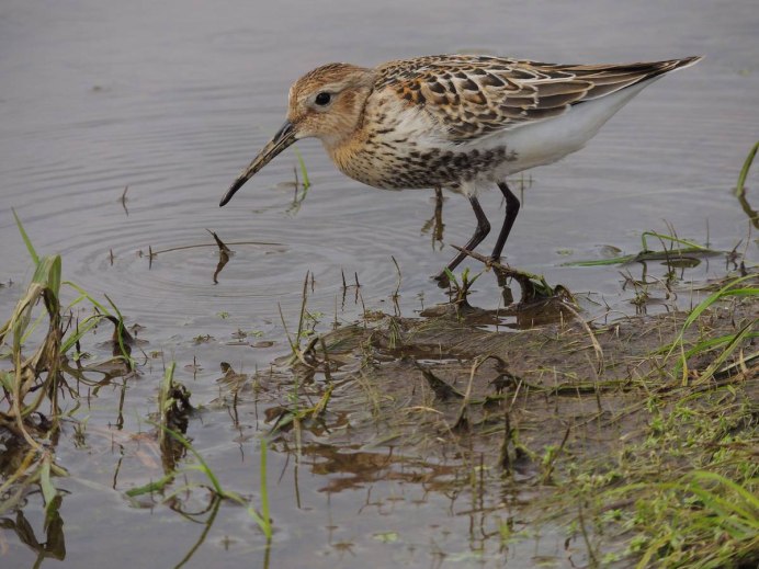 Хищные птицы в Амур обл