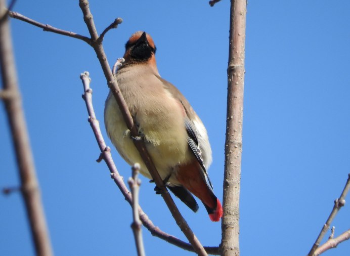 Снегирь Амурская область