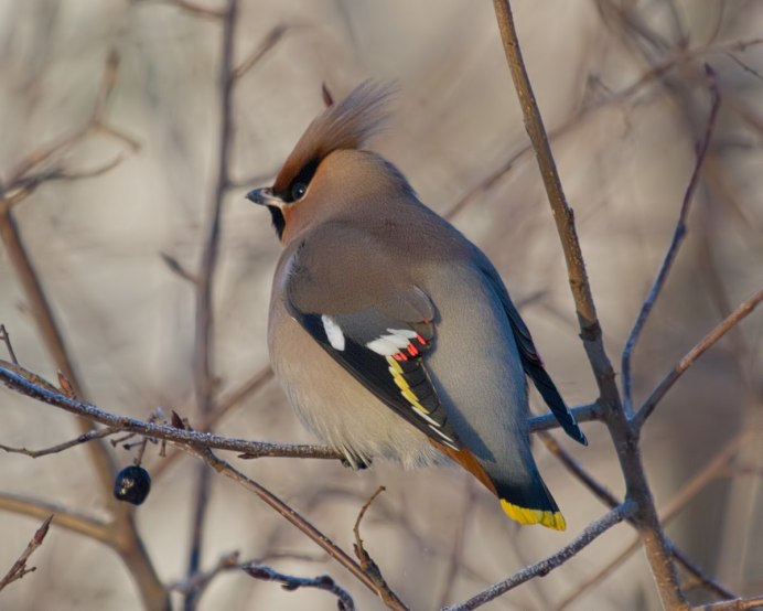 Амурский свиристель