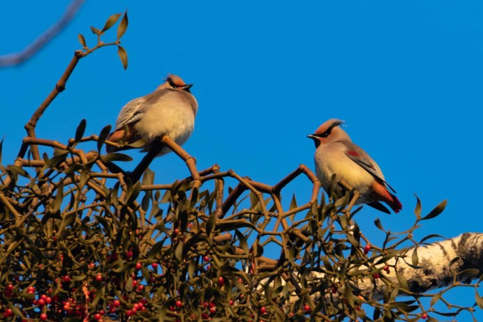 Птицы дальнего Востока свиристель