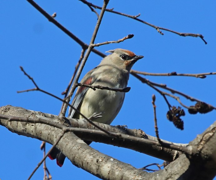 Fringilla montifringilla