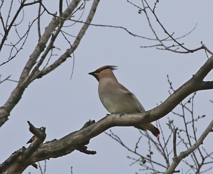 Амурский свиристель