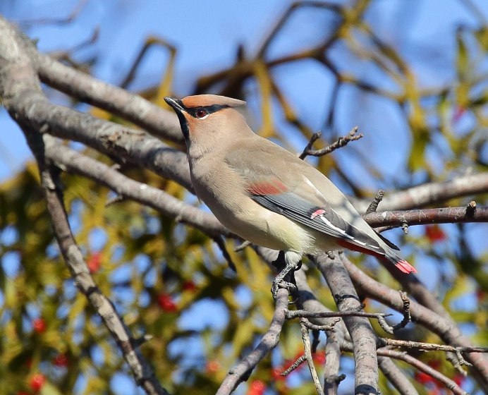 Амурский свиристель