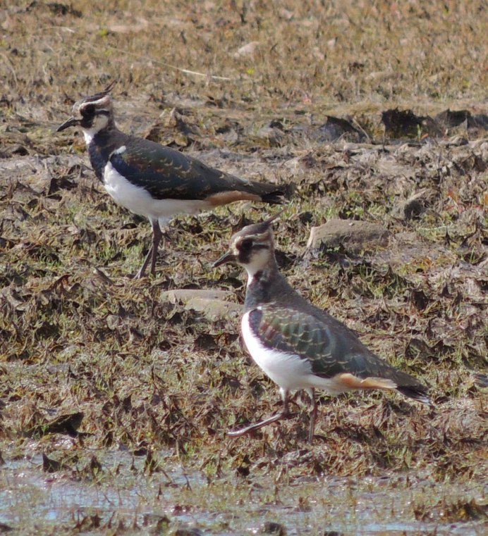 Дальний Восток Даурский журавль