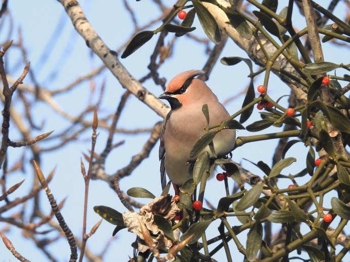 Амурский свиристель