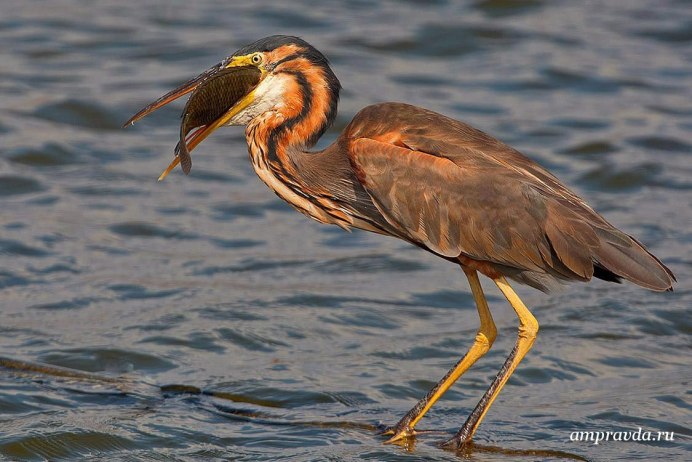 Бекасовые Фифи