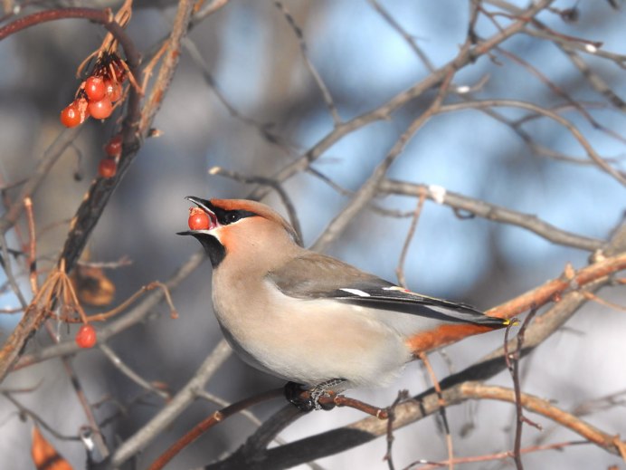 Амурский свиристель