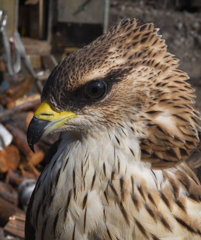 Замерзшие от Мороза птицы