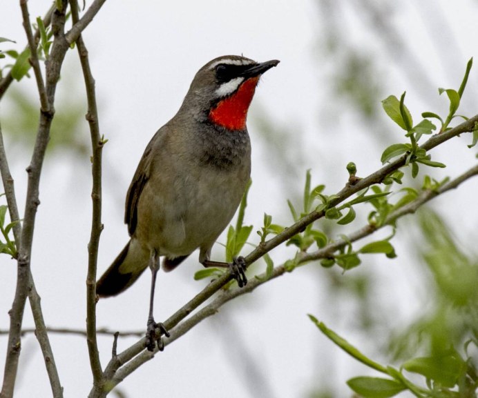 Птица Сойка в Амурской области