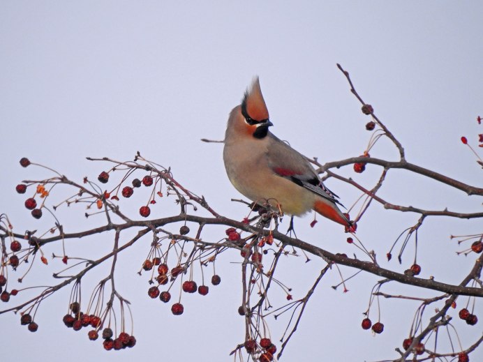 Амурские птицы