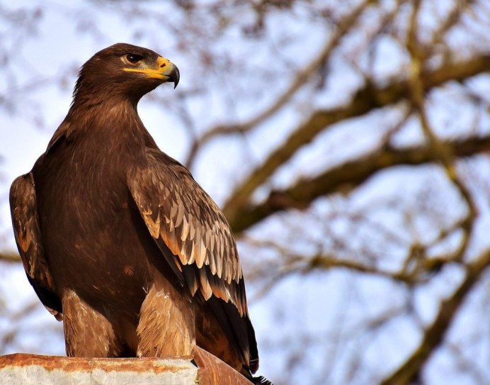 Хищные птицы Амурской