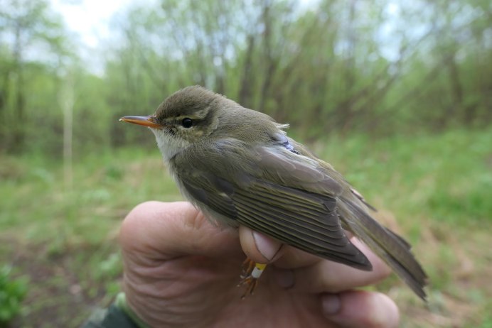 Свиристель Амурский японский