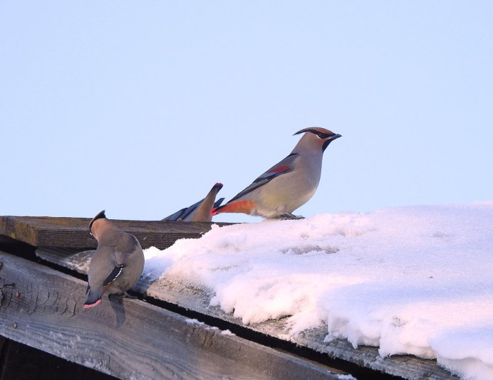 Муравьевский парк журавль
