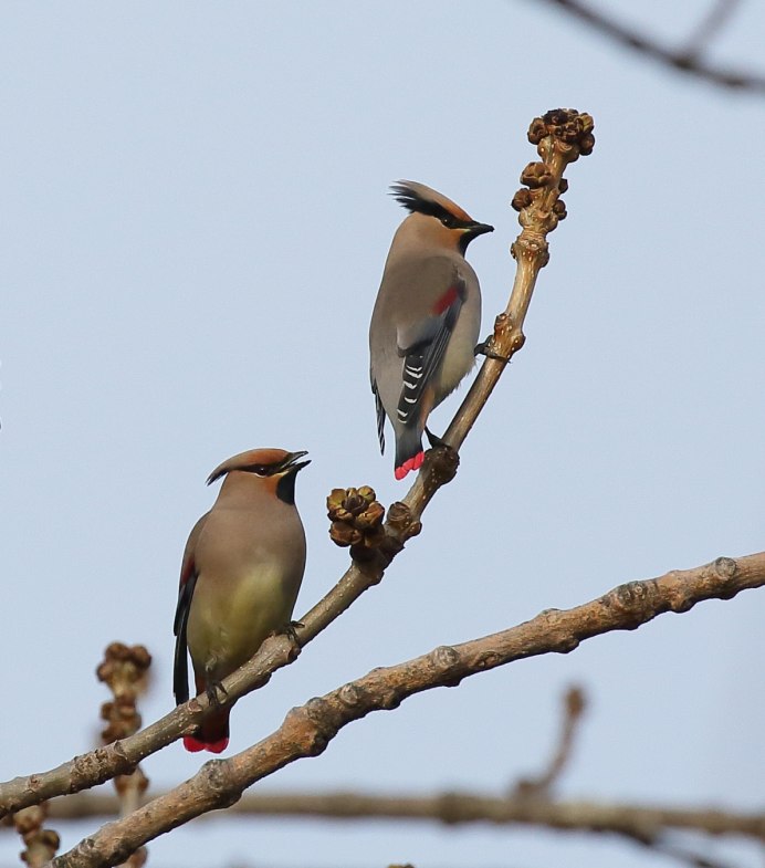 Свиристель Амурский свиристель