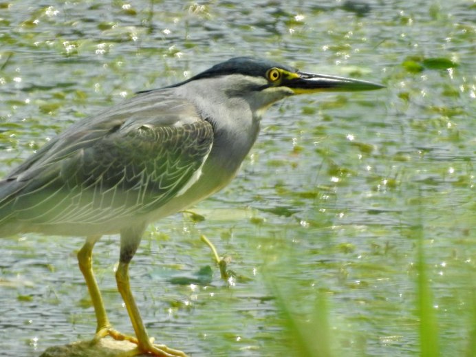 Приморский Чибис