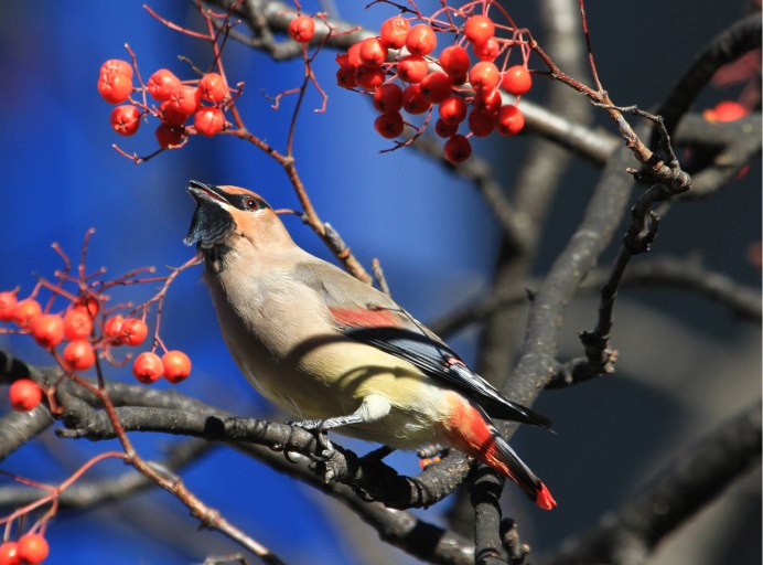 Большой погоныш (Porzana paykullii)