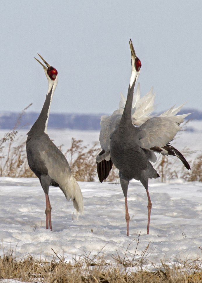 Птицы в Амурской области зимой фото