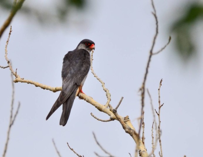 Амурский Кобчик