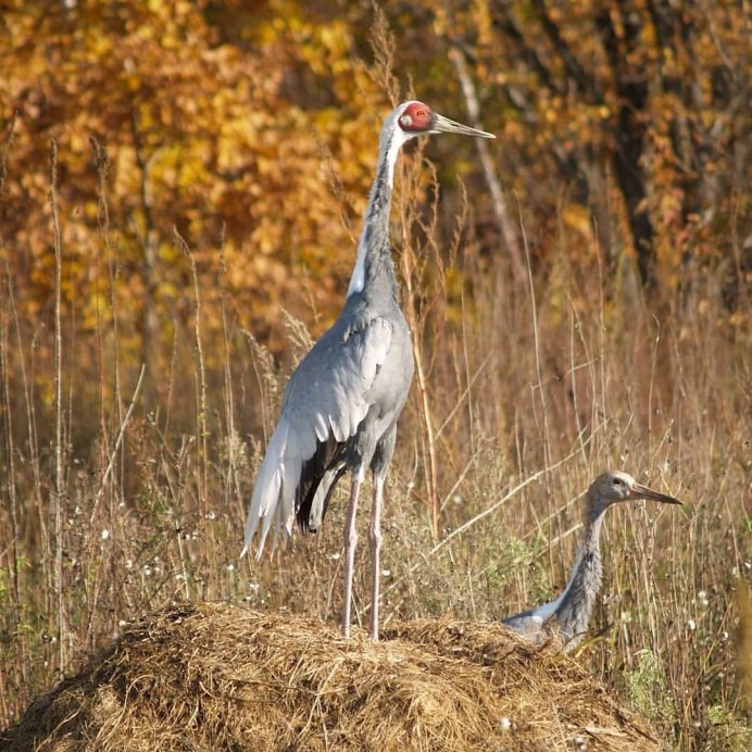 Фазан Дальневосточный