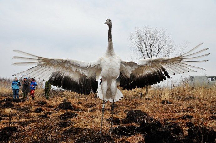 Сокол Амурский Кобчик