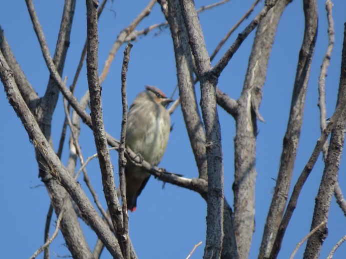 Амурский свиристель