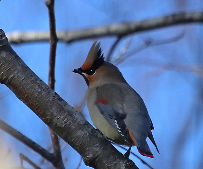 Серая птичка насекомоядная