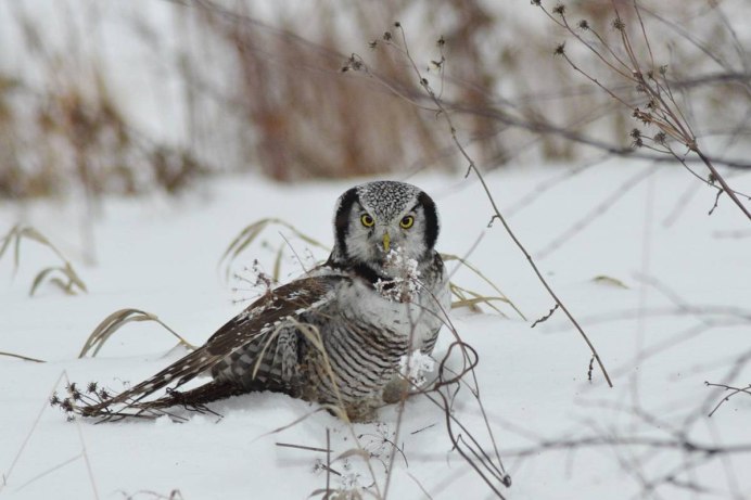 Неясыть птица