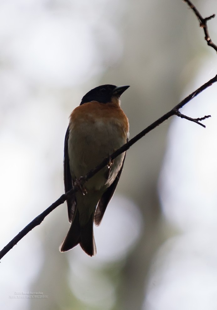 Лесные птицы Амурской области