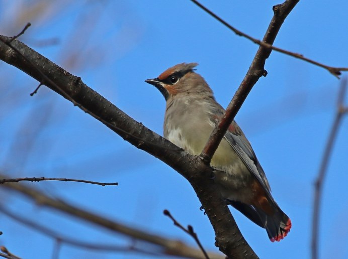 Маленькие птички Амурской области