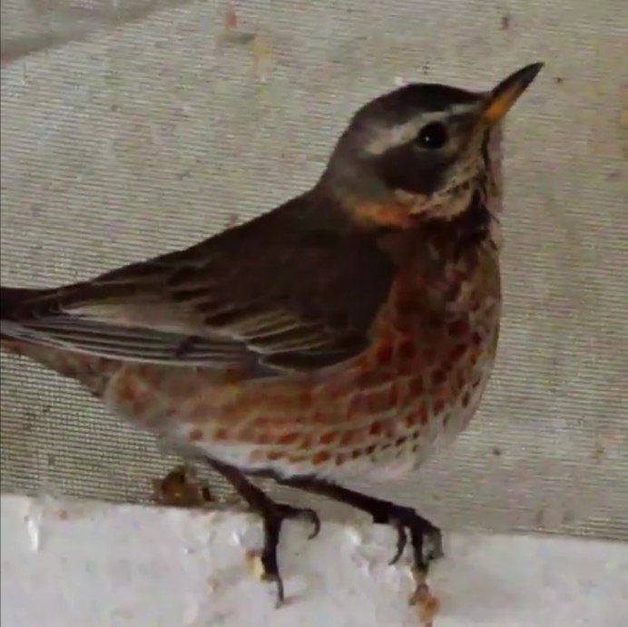 Глухарь, рябчик, Совы