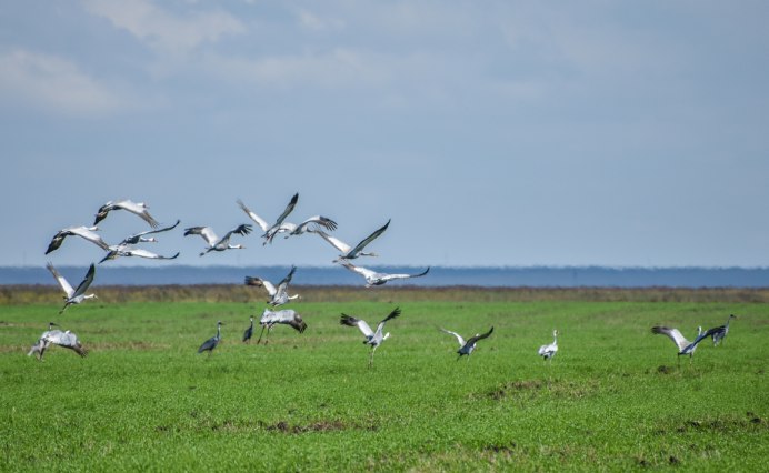 Дальневосточный Аист Ciconia boyciana