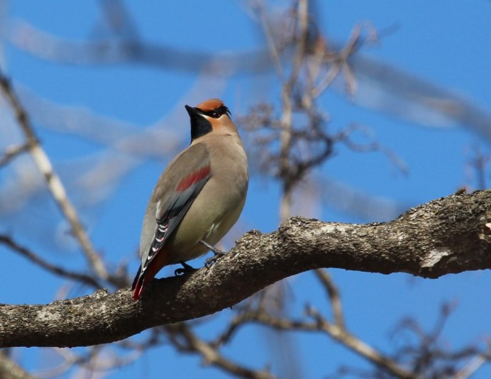 Птицы Приамурья