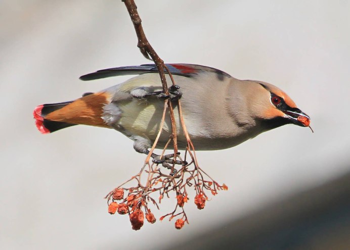 Амурский свиристель
