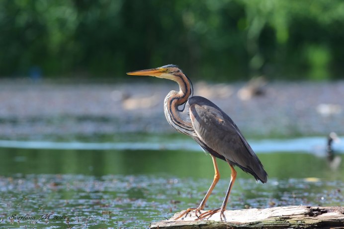 Дальневосточный Кобчик