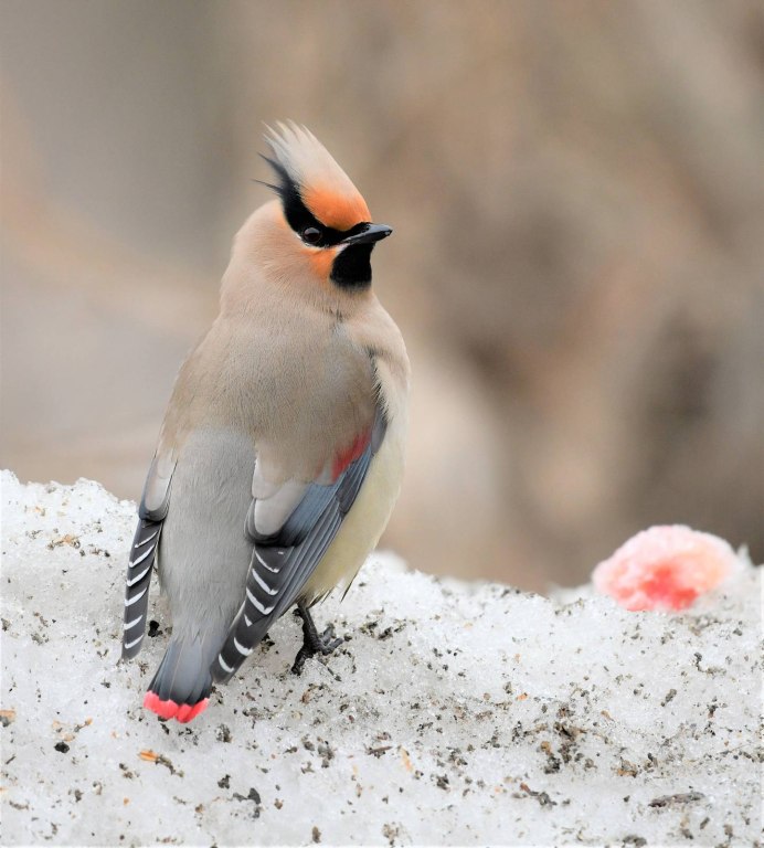 Соловей красношейка