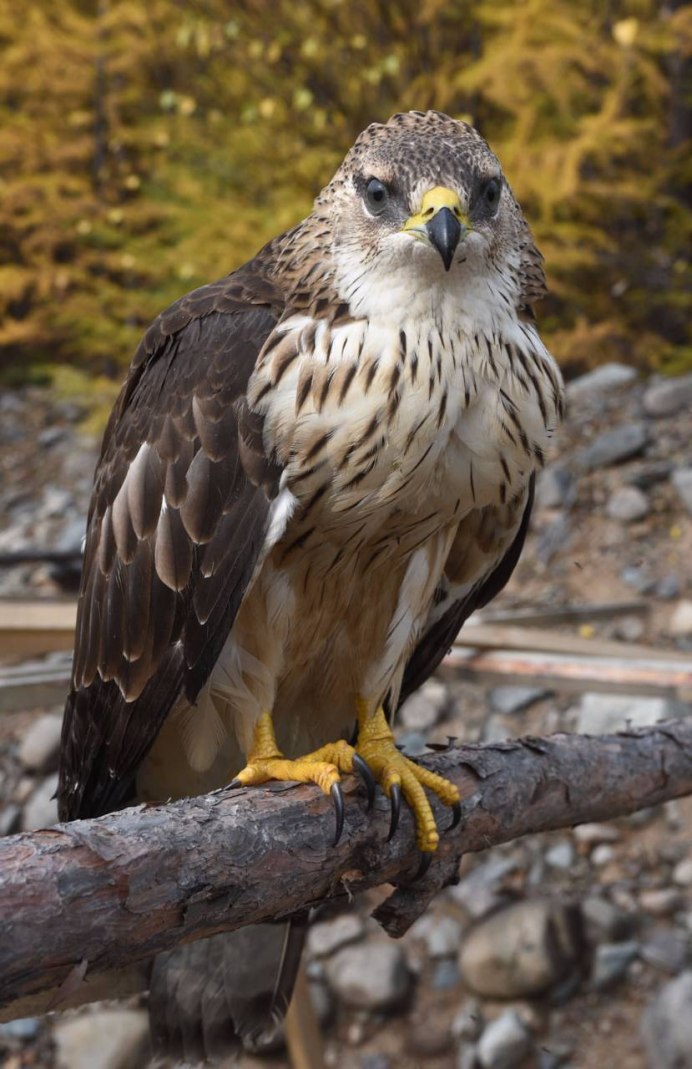 Хинганский заповедник Амурской области