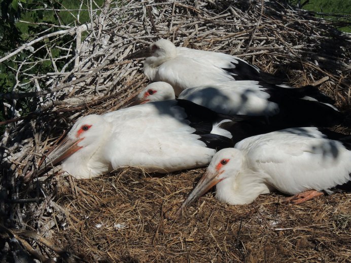 390 Видов птиц дальней Восток