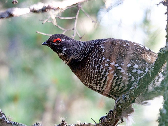 Птицы зимой в Амурской области