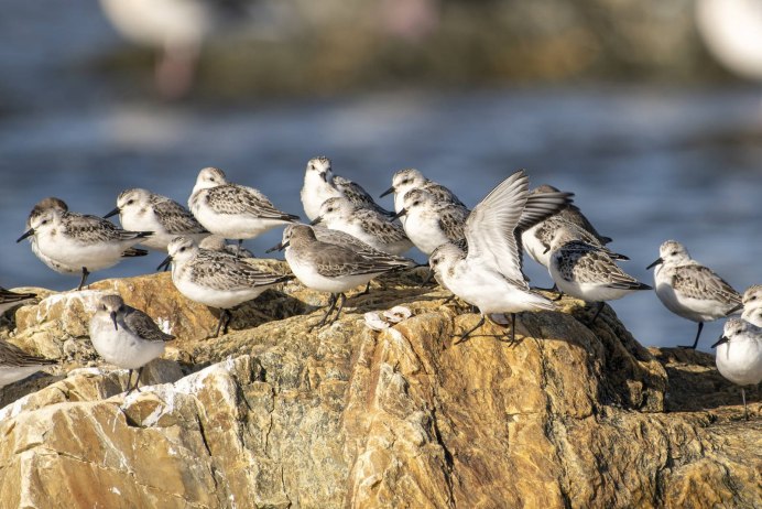 Орел Халзан