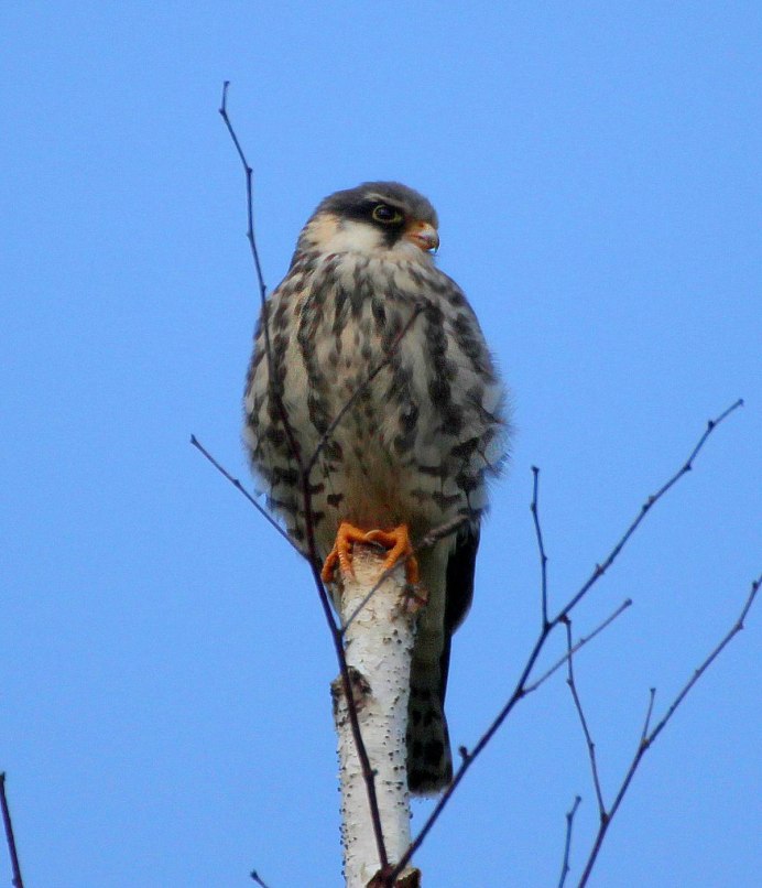 Амурский Кобчик