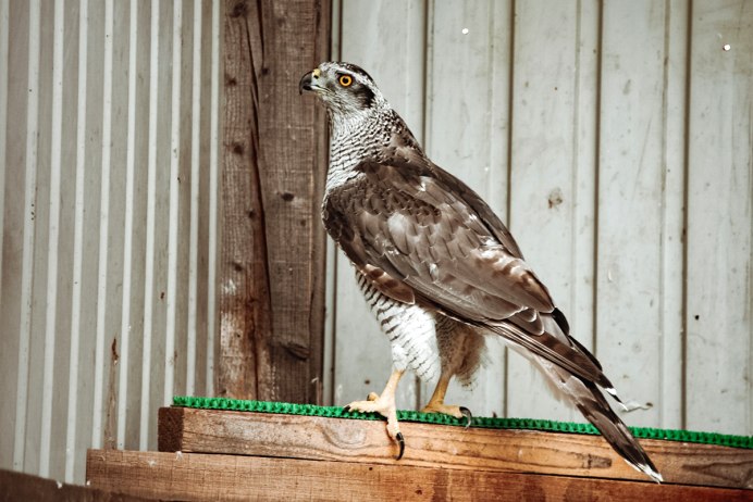 Фазан Амурская область