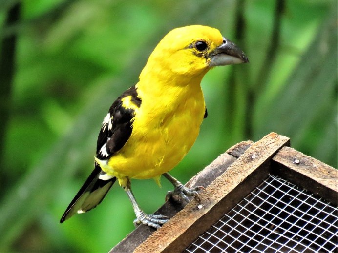 Yellow Warbler птица