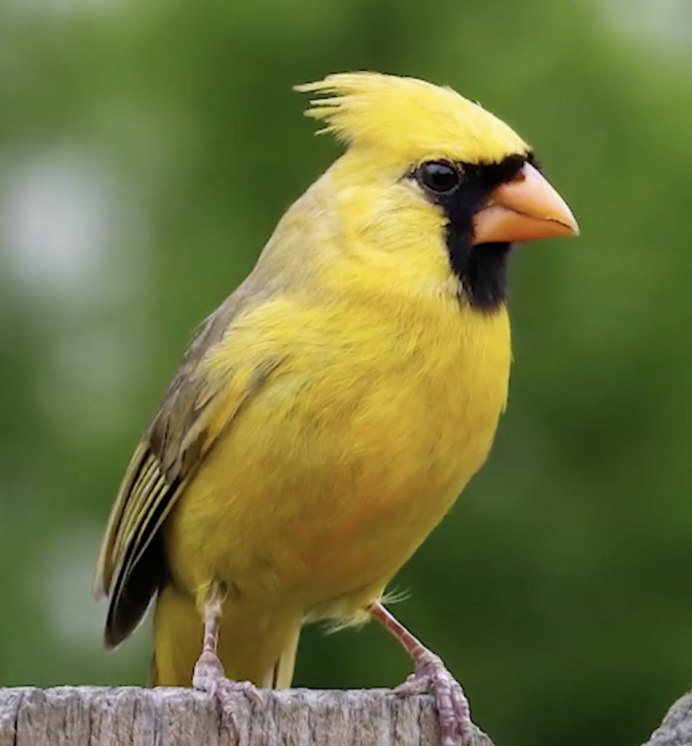 Барбарис Еллоу Бирд (Yellow Bird)