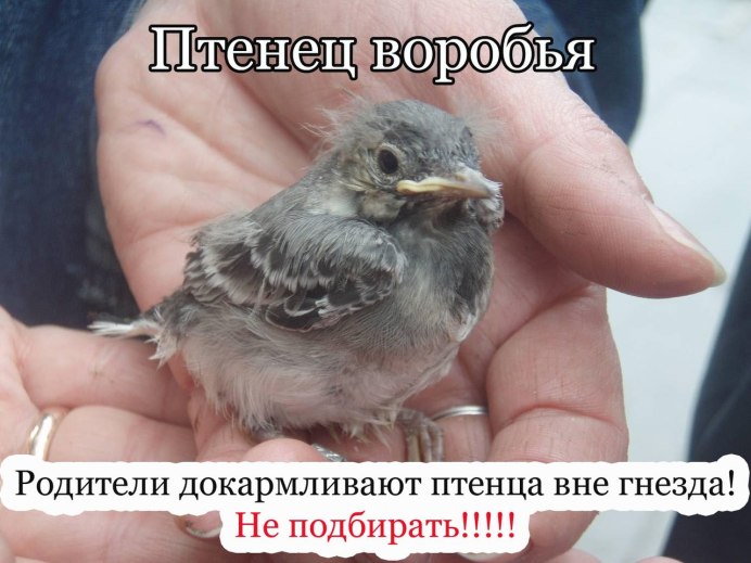 Нашли птенца черного дрозда