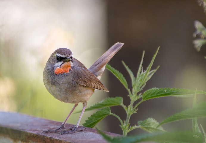Зяблик горихвостка
